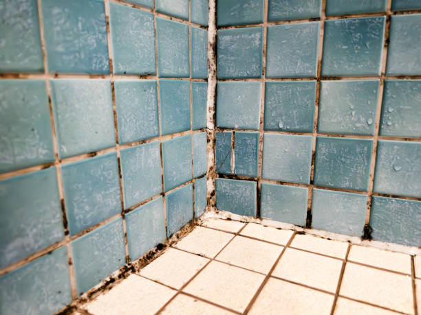 Professional Mold Removal in Red Oak, IA