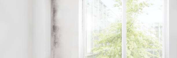 Best Commercial Mold Inspection  in Red Oak, IA