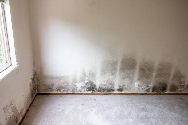 Best Mold Odor Removal Services  in Red Oak, IA